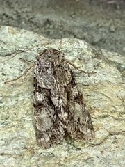 Achatia distincta