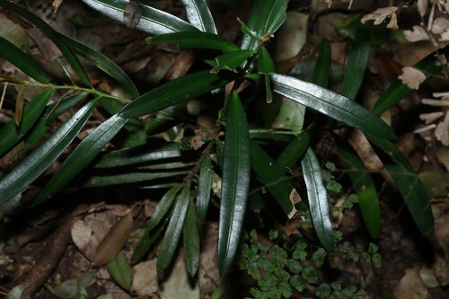 Podocarpus elatus, photograph 1