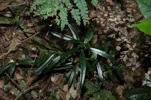 Podocarpus elatus, photograph 2