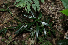 (c) Greg Tasney, some rights reserved (CC BY-SA) Podocarpus elatus, photograph (c) Greg Tasney, some rights reserved (CC BY-SA)