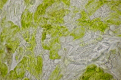 Entyloma fergussonii