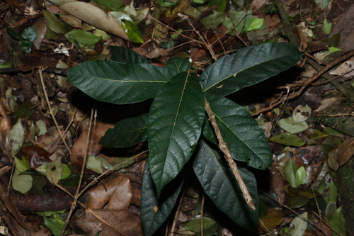 Cryptocarya obovata, photograph 4