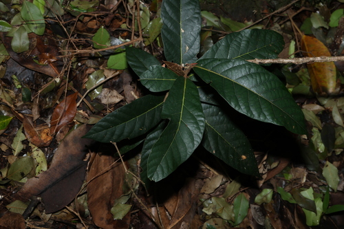 Cryptocarya obovata, photograph 3