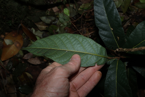 Cryptocarya obovata, photograph 5