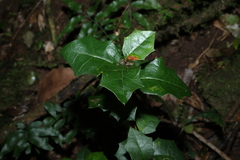 Alchornea ilicifolia, photograph (c) Greg Tasney, some rights reserved (CC BY-SA)