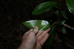 Planchonella australis
