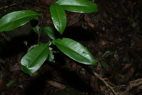 Planchonella australis, photograph 1