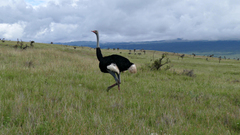 Struthio molybdophanes