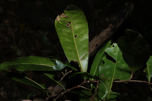 Planchonella australis, photograph 2