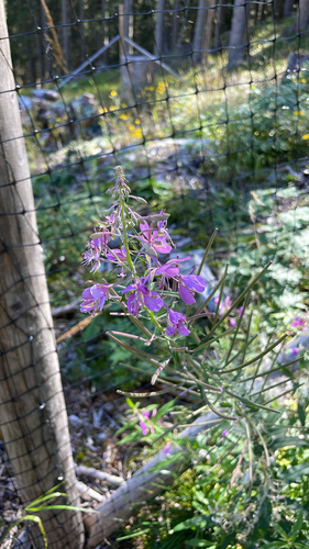 fireweed