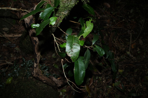 Planchonella australis, photograph 3