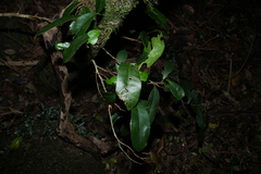 Planchonella australis, photograph (c) Greg Tasney, some rights reserved (CC BY-SA)