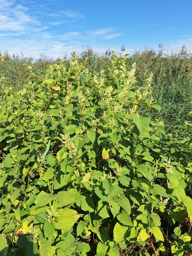 Japanese knotweed