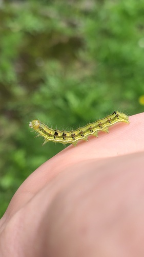 Cotton Bollworm Moth