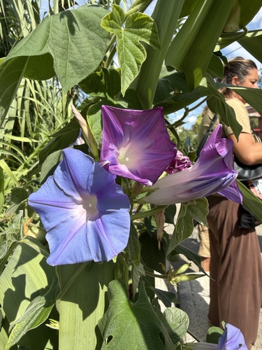 oceanblue morning glory
