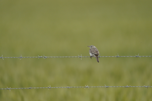 Australian Pipit