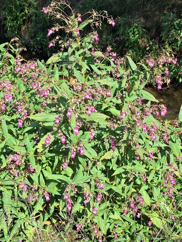 Himalayan balsam