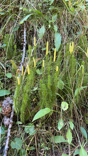 interrupted clubmoss