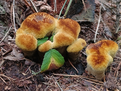 European Dyer's Polypore