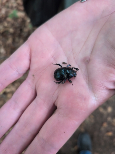 Woodland Dor Beetle