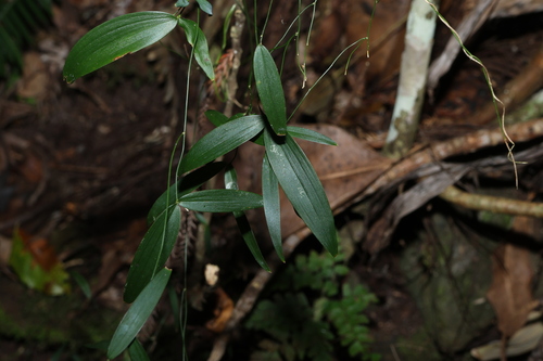 Eustrephus latifolius, photograph 3