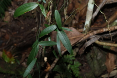 Eustrephus latifolius, photograph (c) Greg Tasney, some rights reserved (CC BY-SA)