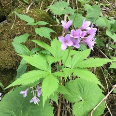 Cardamine pentaphyllos