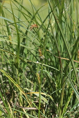 Carex hirta