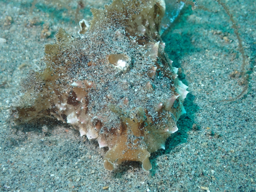 Anvil Sea Hare