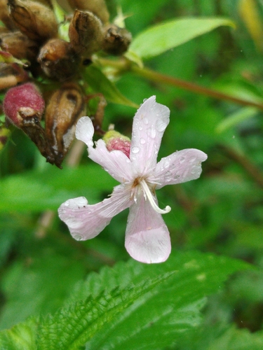 common soapwort