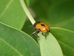 Labidostomis syriaca