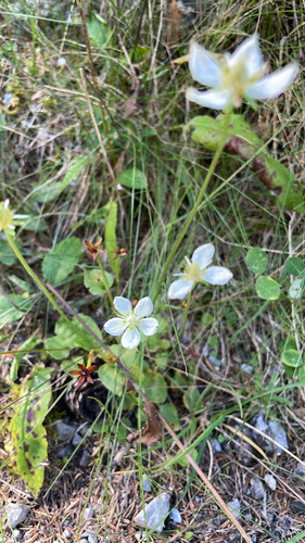 marsh grass-of-Parnassus