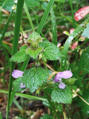 Spotted deadnettle