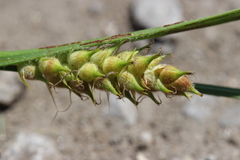 Carex hirta