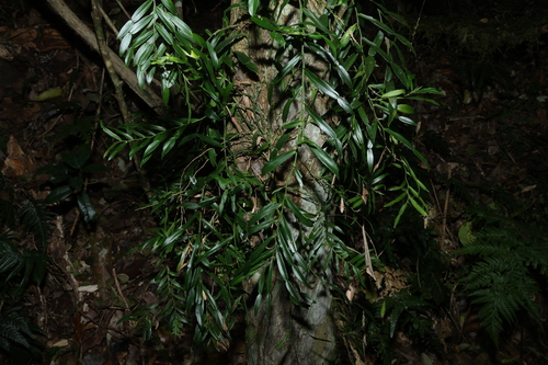 Pothos longipes, photograph 6