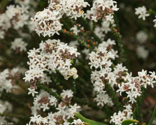 Leucopogon gibbosus, 2026-09-07