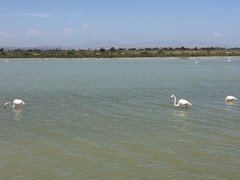 Phoenicopterus roseus