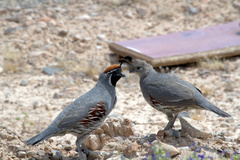 Callipepla gambelii