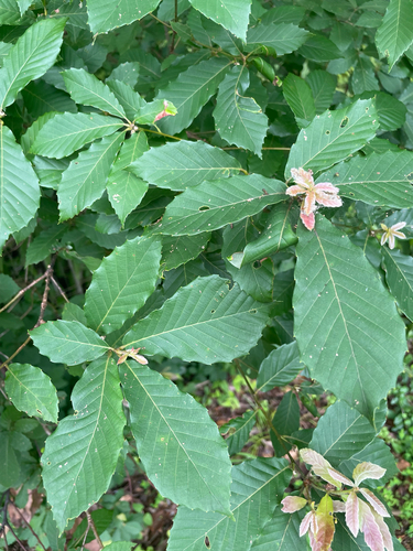 Quercus serrata, photograph 4