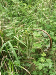 Carex pendula
