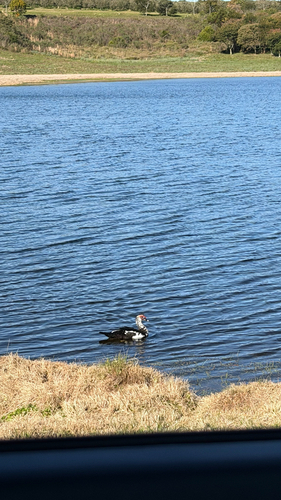 Muscovy Duck