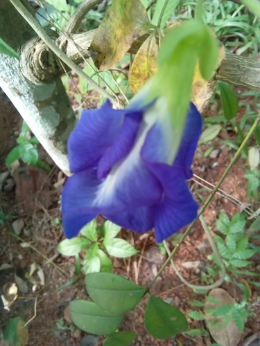 Blue Pea