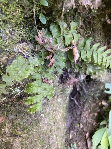 Vandenboschia auriculata observed 2026-09-13