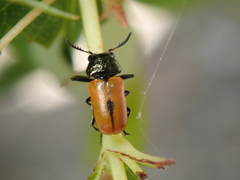 Labidostomis syriaca