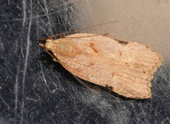 Dichomeris simaoensis