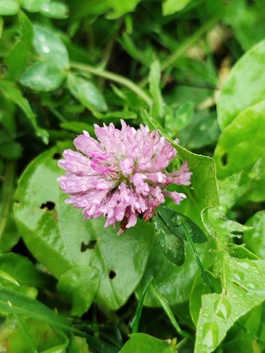 Red Clover