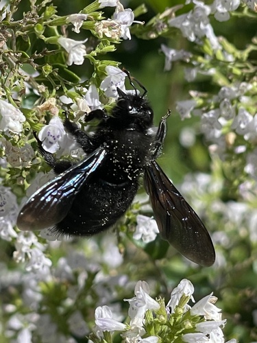 Violet Carpenter Bee