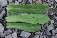 Entyloma fergussonii