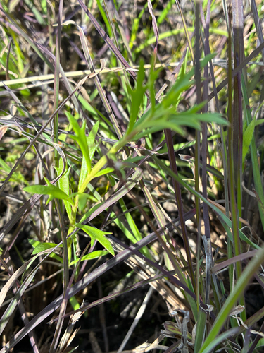 Haloragis heterophylla, 2026-09-13