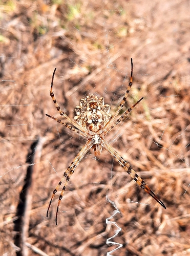 Lobed Argiope